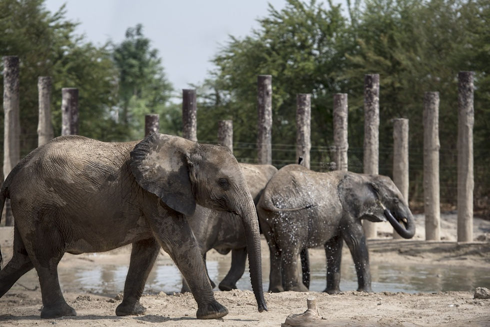Dubai Safari Zoo in Dubai-Dubai Route Group