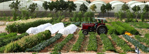 UAE’s Largest Organic Farm Opens Its Doors For Winterfest