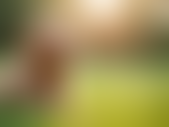 Hypoallergenic Cavapoo Puppies for Sale in Oregon and Washington Perfect for Families