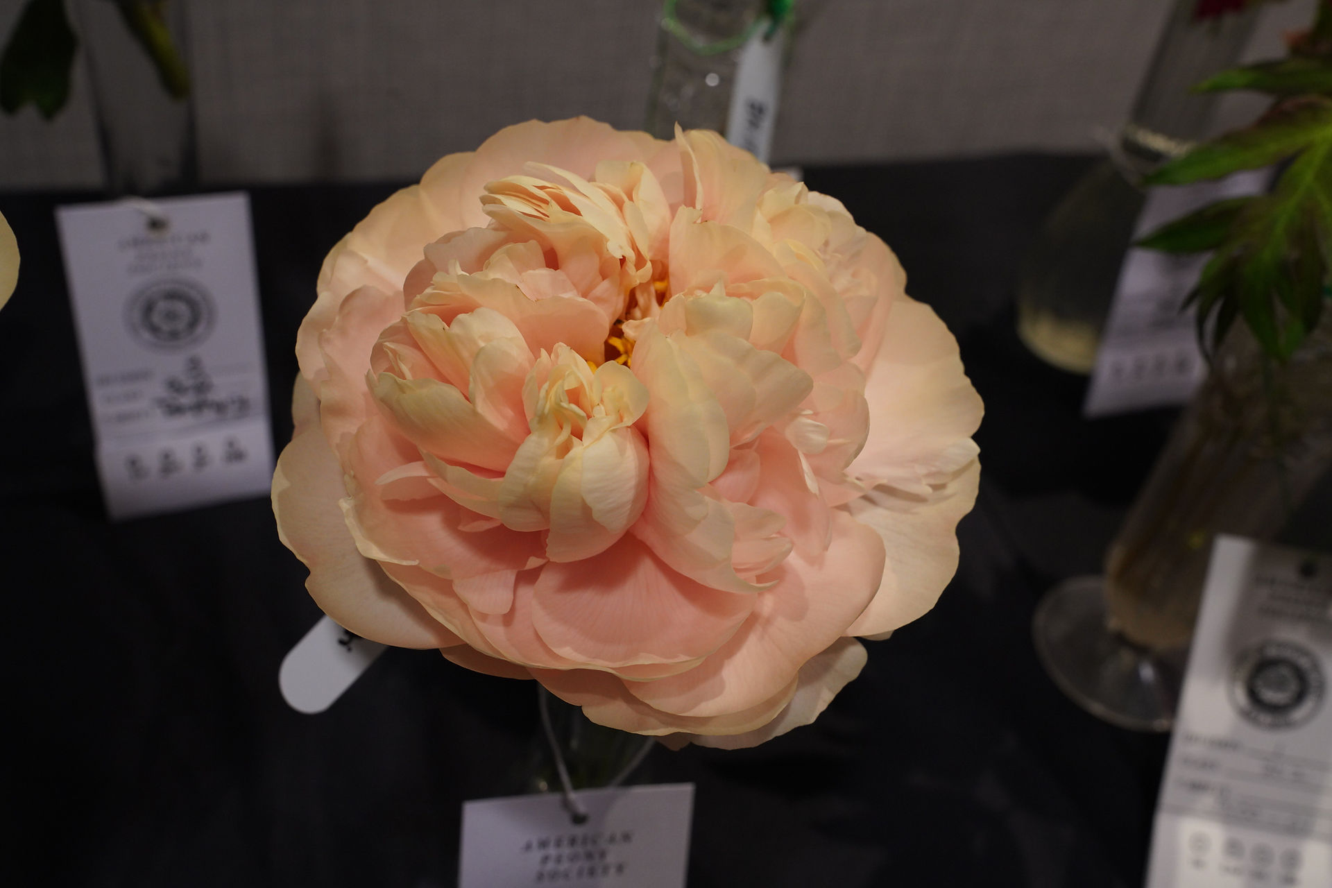 Betty Spaghetti, a seedling exhibited at the American Peony Society 2023 convention