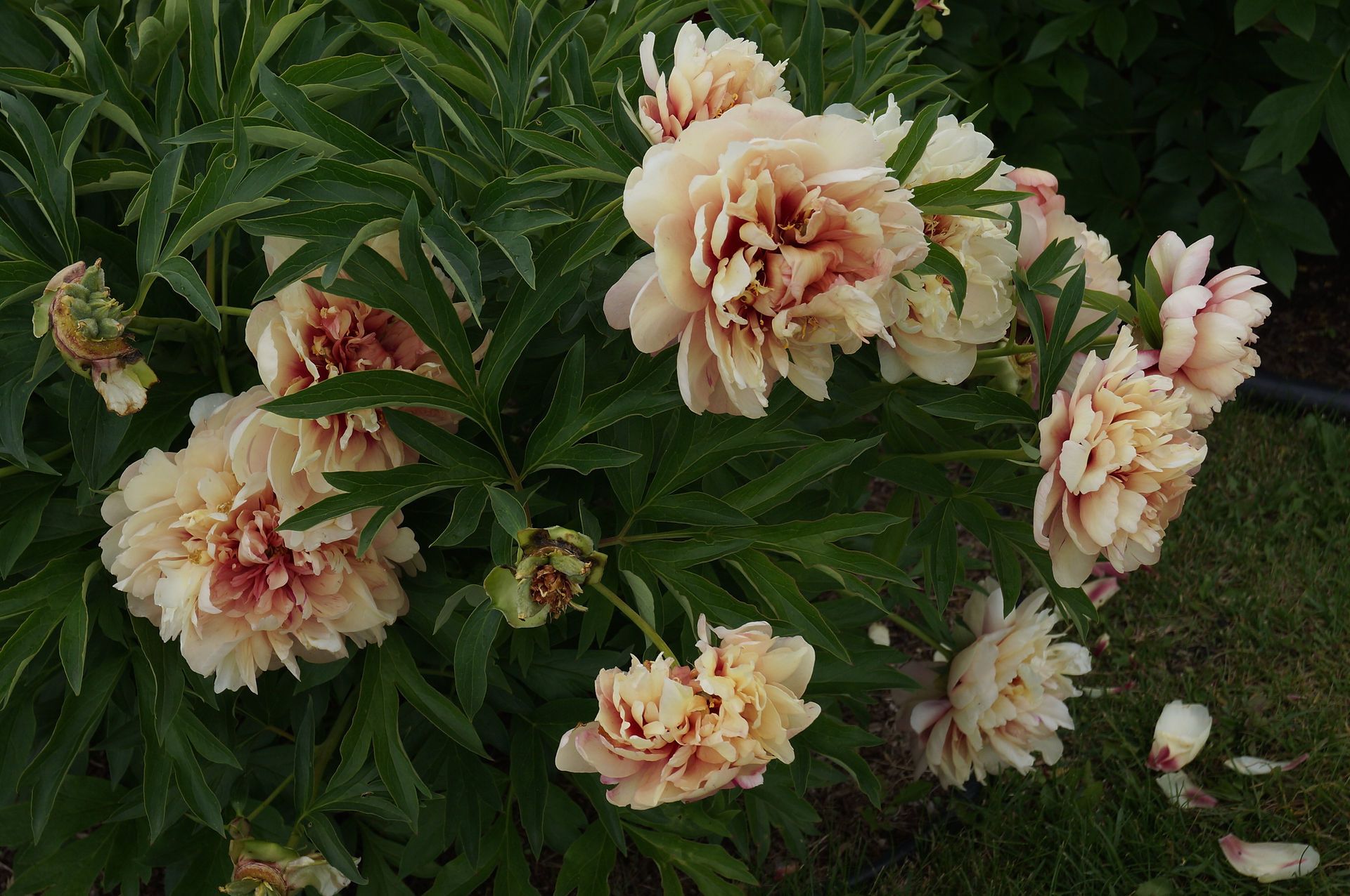 Itoh Peony Danse du Feu