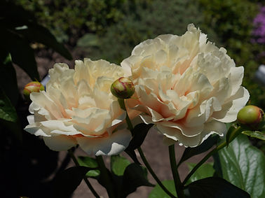 DSC00108.JPG