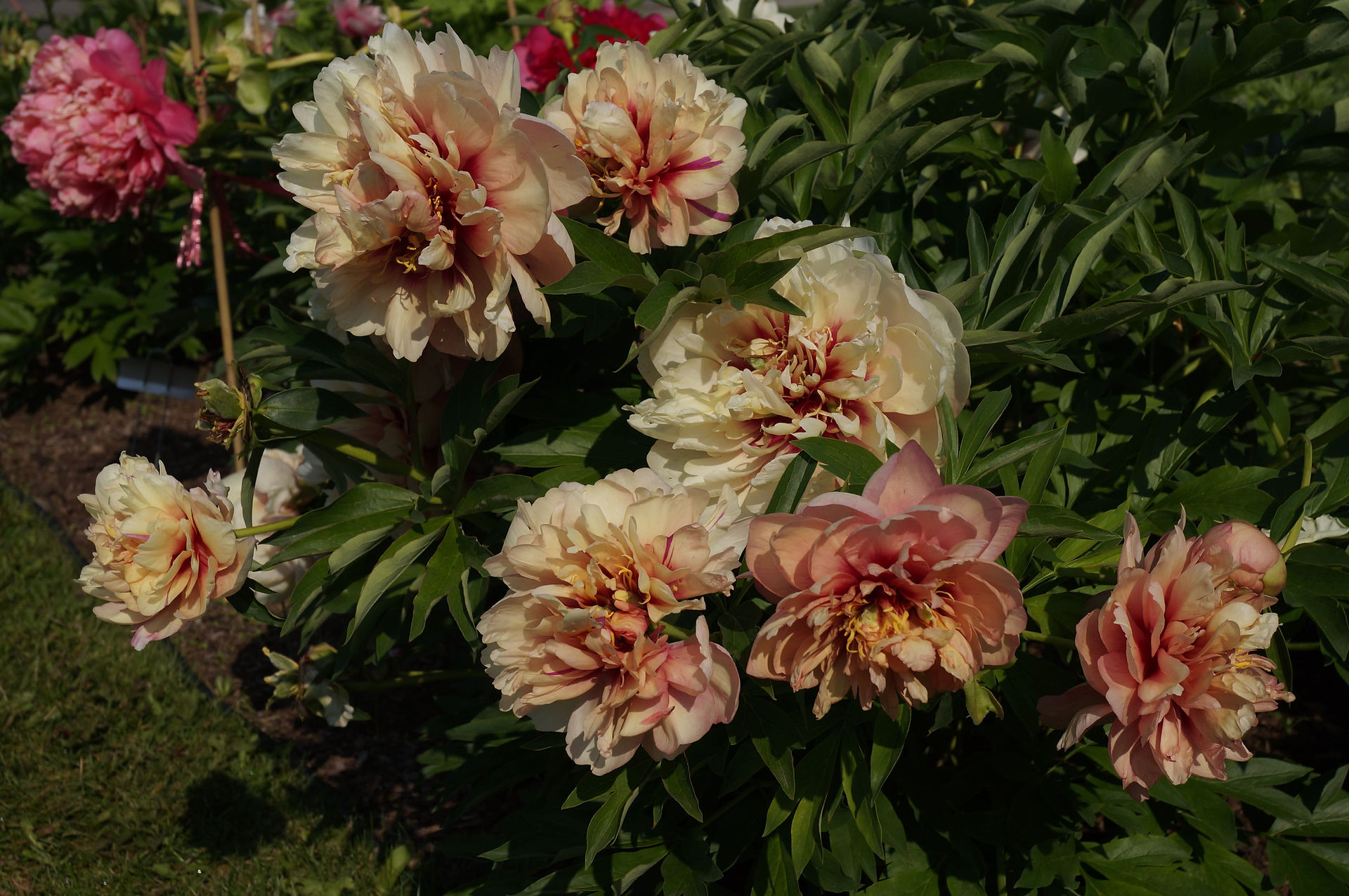 Itoh Peony Danse du Feu