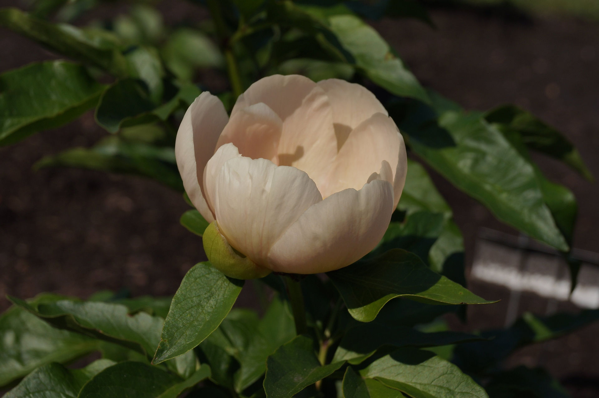 Herbaceous hybrid peony Prosperity Maud