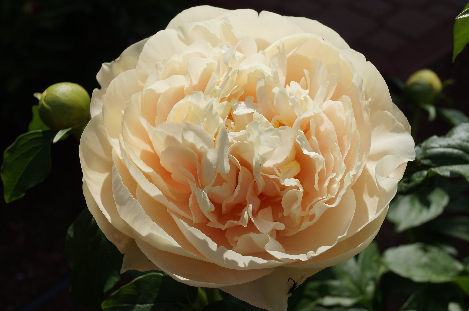 Herbaceous hybrid peony Pastelegance