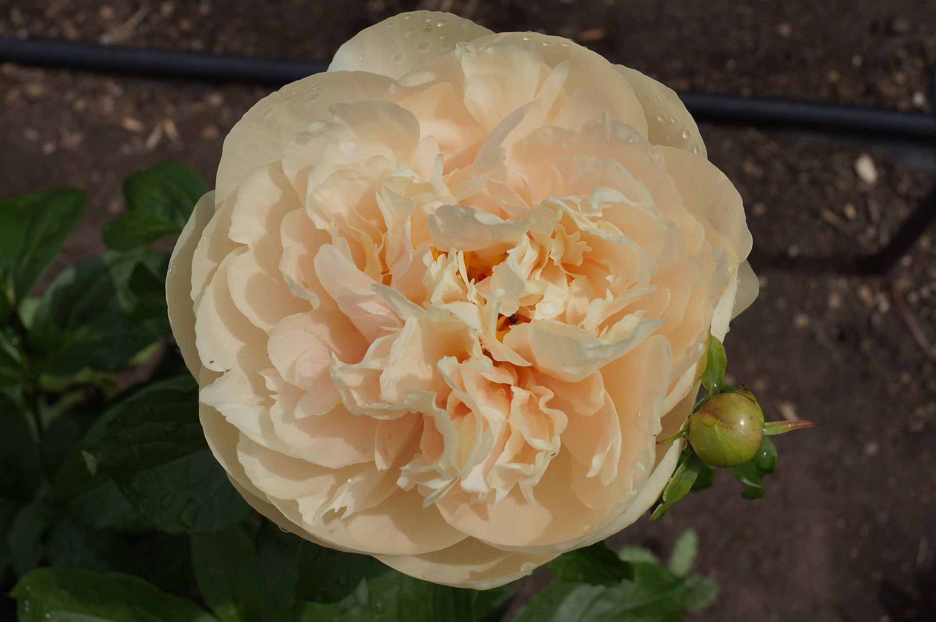Herbaceous hybrid Pastelegance