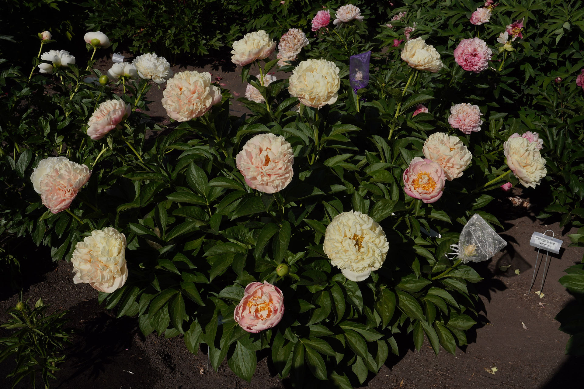A massive Kayleigh Ann specimen in its fourth growing season