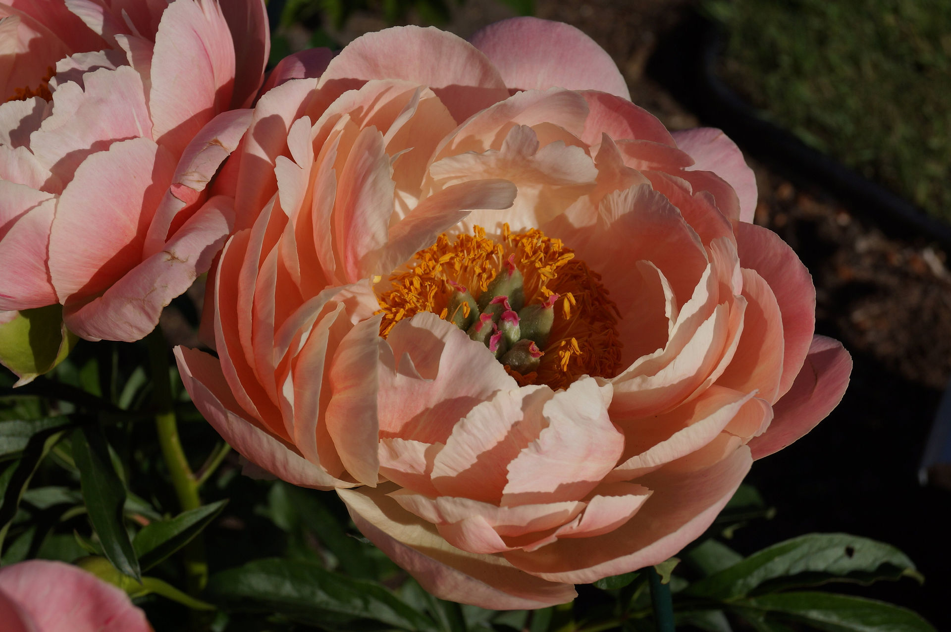 Herbaceous hybrid peony Coral Charm
