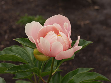 DSC04959.JPG