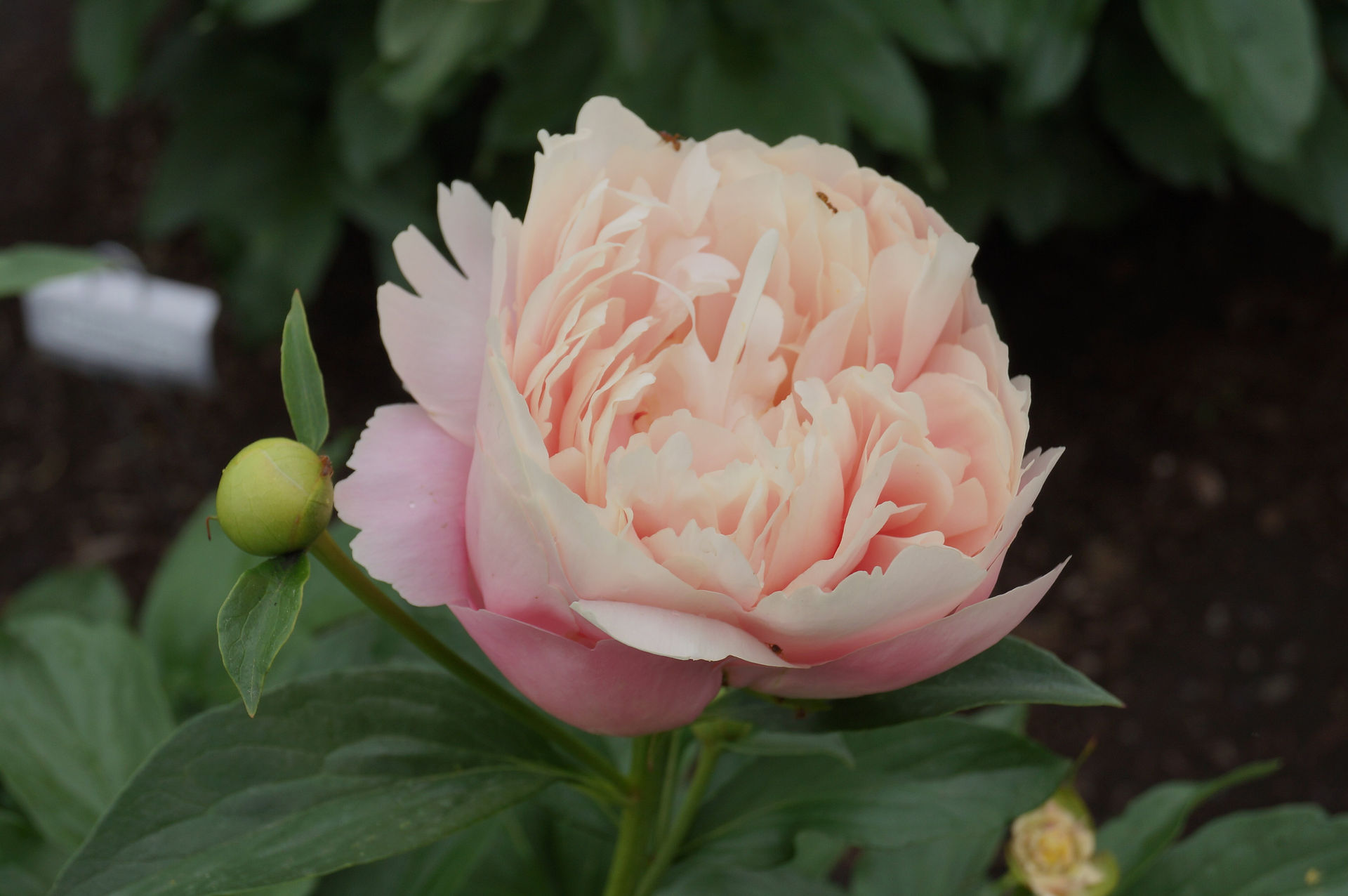 Herbaceous hybrid Nelda's Joy