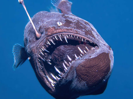 Deep sea angler fish seen in the Canary Islands
