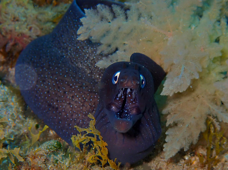 A lovely Moral eel saying hi