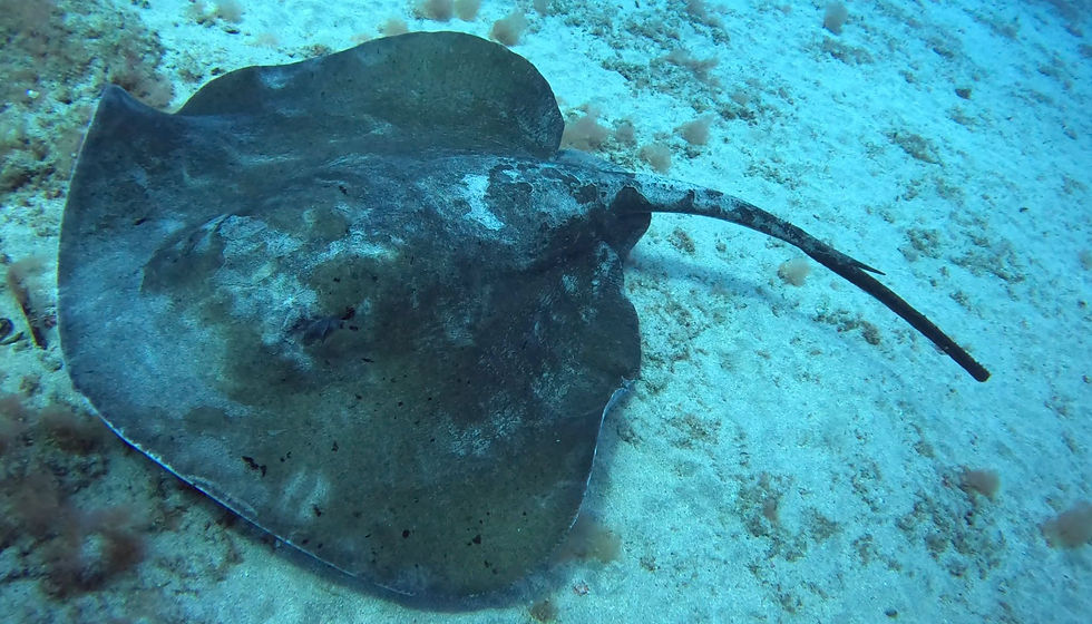 Rough tail sting ray on the Sand in Gran Canaria