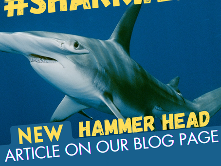 Smooth Hammerhead Sharks in Gran Canaria: Discovering the Ocean's Graceful Giants