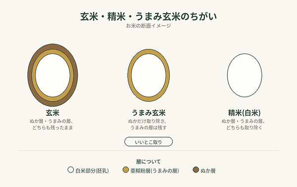 umami_genmai_diagram.png