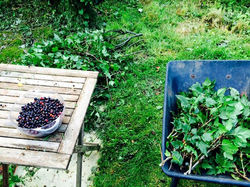 Explore foraging