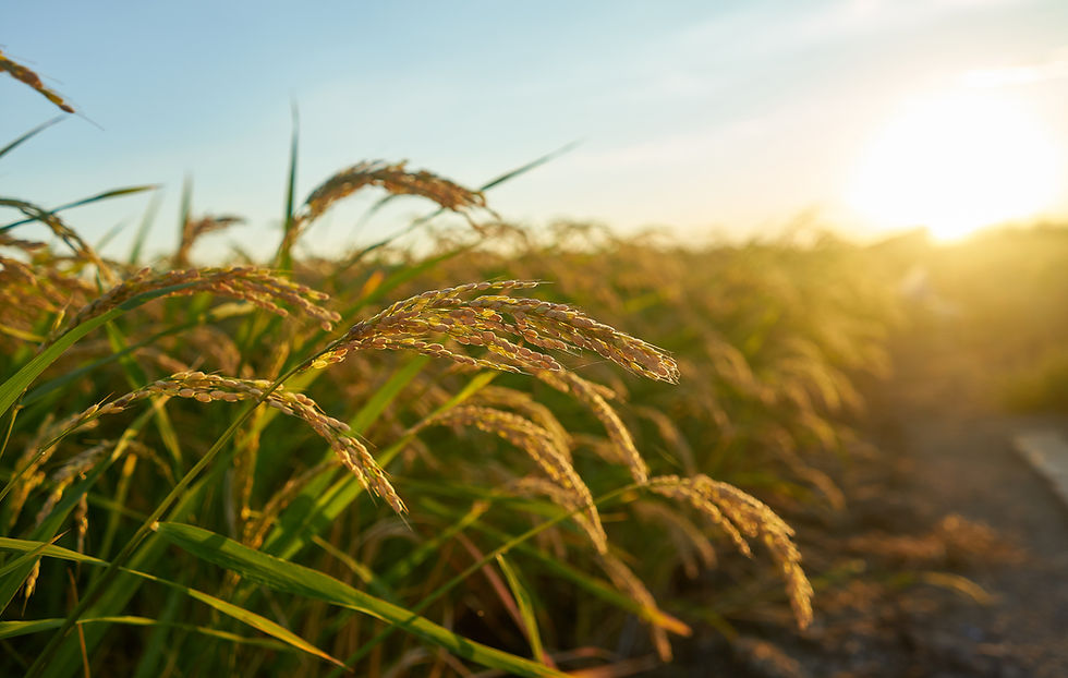 large-green-rice-field-with-green-rice-p