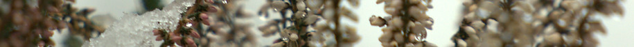 DSC01656.ARW
