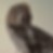 velociraptor-mongoliensis_ii