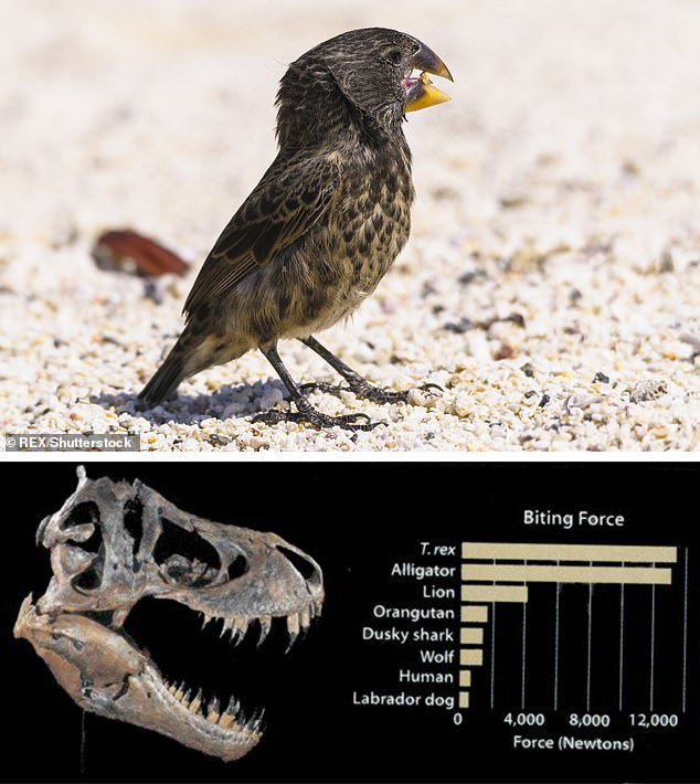 The little bird that easily beats T-rex in battle of the bite!