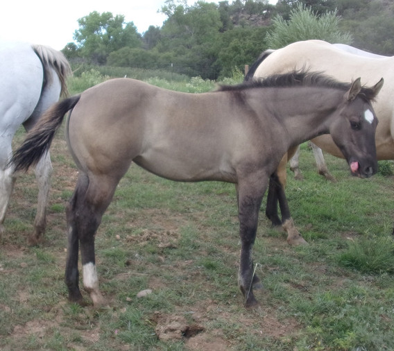 Consignments MVLAuction