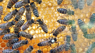 Weltbienentag in Kagel: Der gläserne Bienenkasten lebt weiter – mit Unterstützung aus Kienbaum