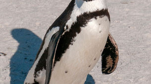 This blog contains images of rare and endangered animals in the African Coast