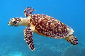 Hawksbilll Turtle swimming in the ocean