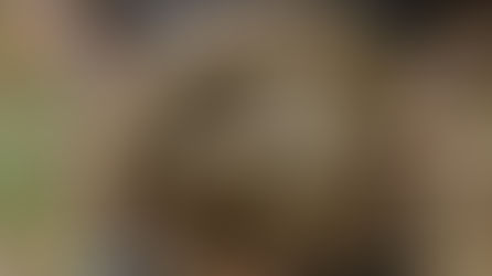 The Quiet Extinction: Inside South Africa’s Pangolin Trade