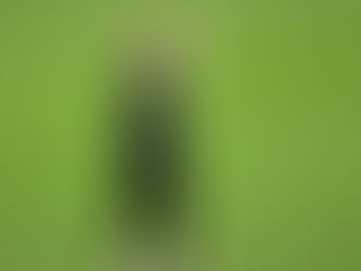 Proteas win T20 series over Black Caps