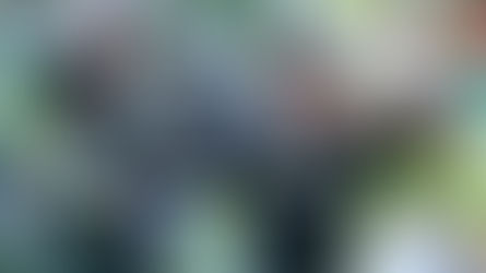 Black Caps defeat Pakistan in first ODI