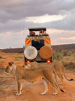 Tabia Tours upclose lion.jfif