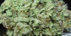 King kush