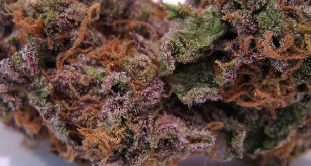 Grand Daddy Purple