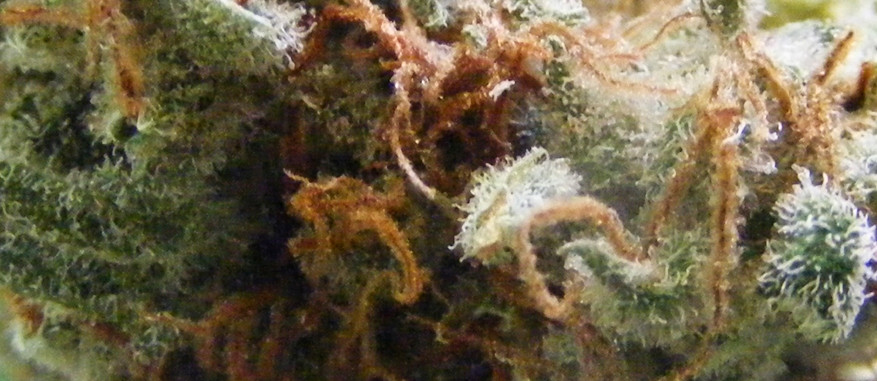 Pineapple Express
