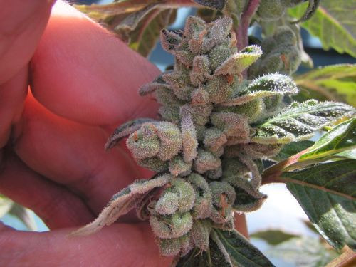 Sour Diesel