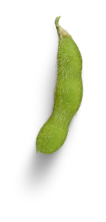 soia biologica Mediterranea