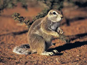 What’s the Difference Between a Ground Squirrel and a Gopher?