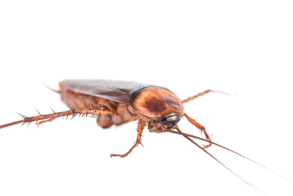 close up shot of cockroach png
