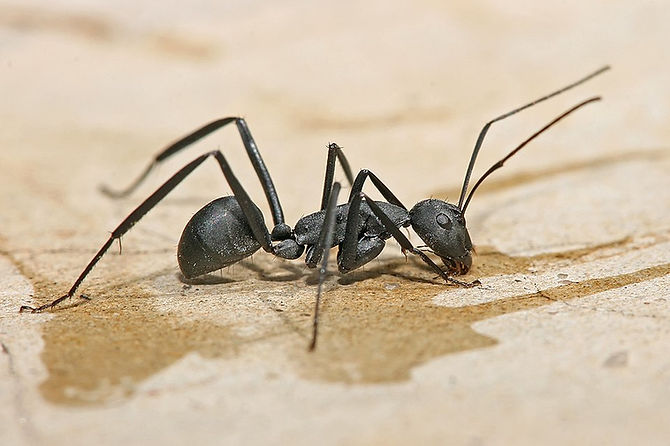 Carpenter Ants Are Back