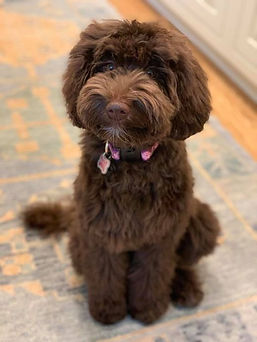 pup 6.jpeg