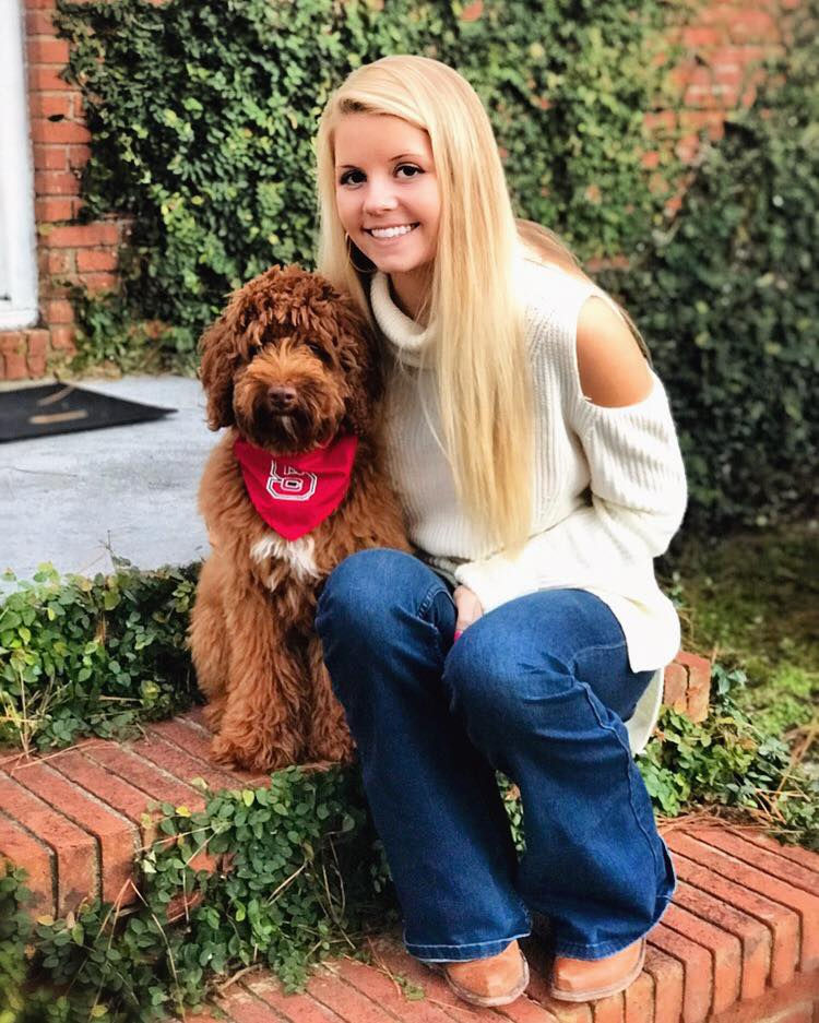 Red Mini Labradoodle