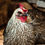 Thumbnail: Dual-Purpose Chickens
