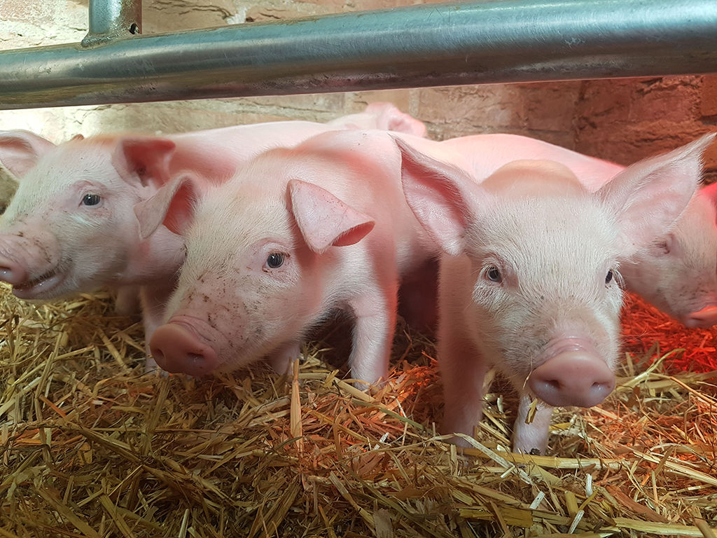 Landrace pigs