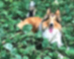 dog laying in green grass and weeds