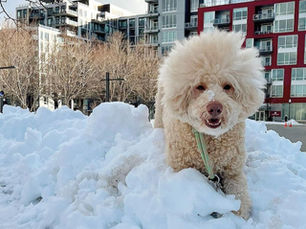 Winter Survival Guide for Dog Owners