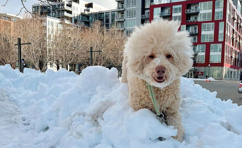 Winter Survival Guide for Dog Owners