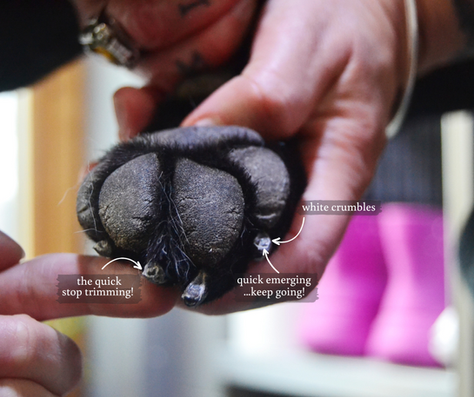 Dog Nail Trims 101