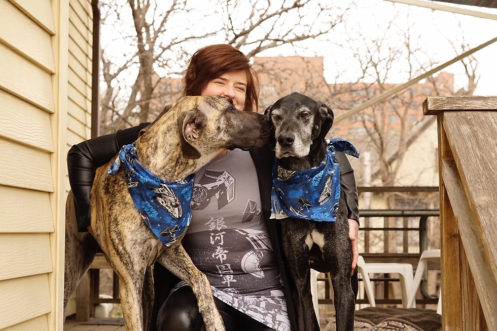 Laughing woman hugging a tan great dane and a black great dane