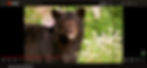 Screen Shot 2022-04-27 at 11.19.40 PM copy.jpg